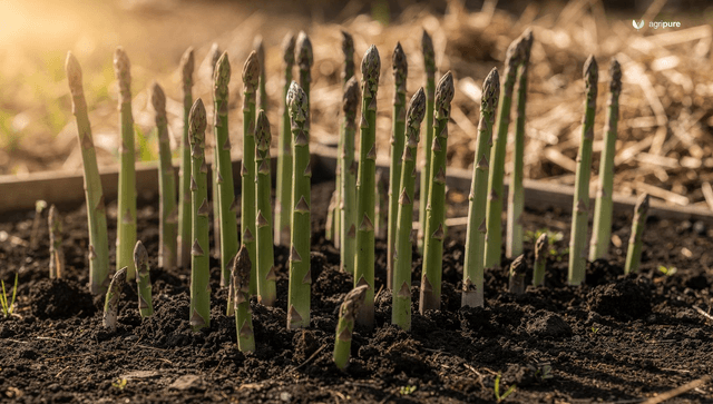 How to grow asparagus: a perennial bed that lasts 20 years