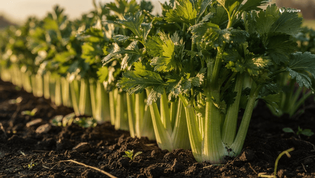 How to grow celery: from indoor seed to a long, tender harvest