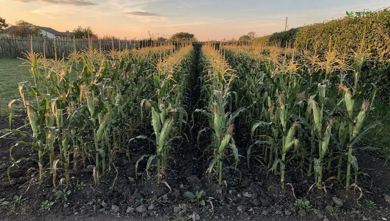 A backyard garden block of tall green sweet corn at sunrise, the stalks tasseled and silking in dark soil with rows running four deep.