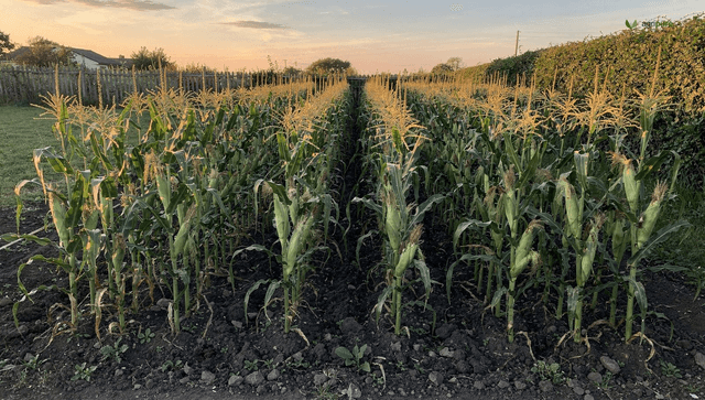 How to grow corn: block planting, heavy feeding, and the milk-stage harvest