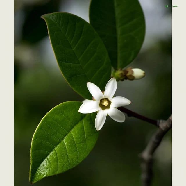 Neem (Azadirachta indica)