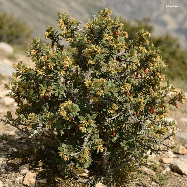 Himalayan Barberry (Berberis lycium)