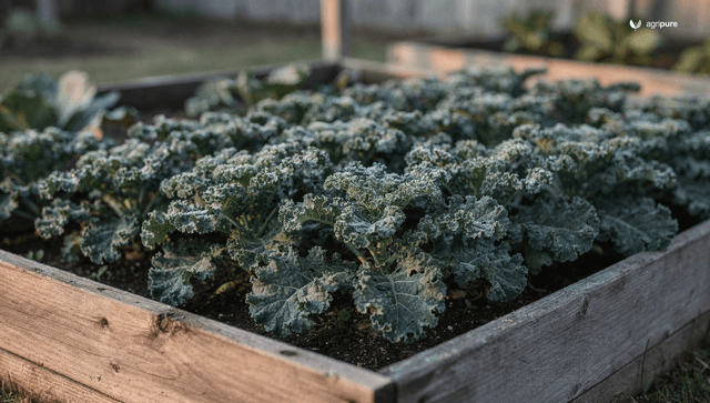 How to grow kale: cold-hardy timing, cut-and-come-again harvest, and frost-sweet leaves