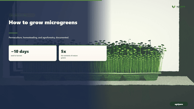 How to grow microgreens at home: setup, varieties, and a 10-day harvest