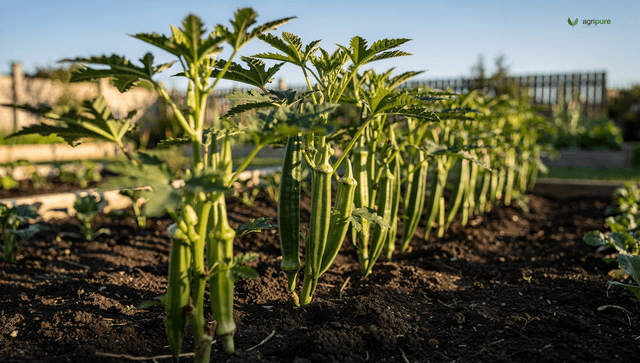 How to grow okra: warm soil, tall plants, and a pod every other day
