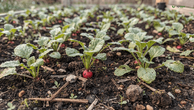How to grow radishes: the fastest crop from seed to harvest