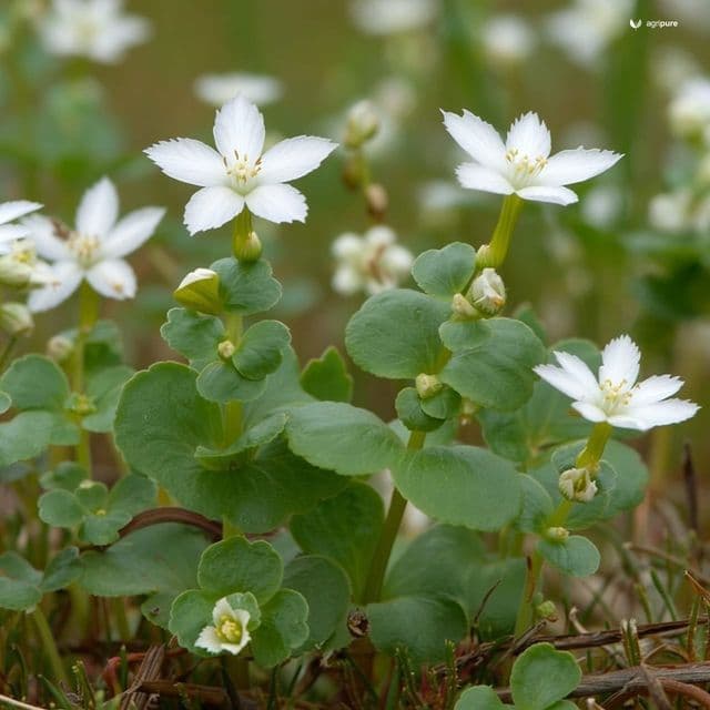 Water Hyssop (Bacopa monnieri)