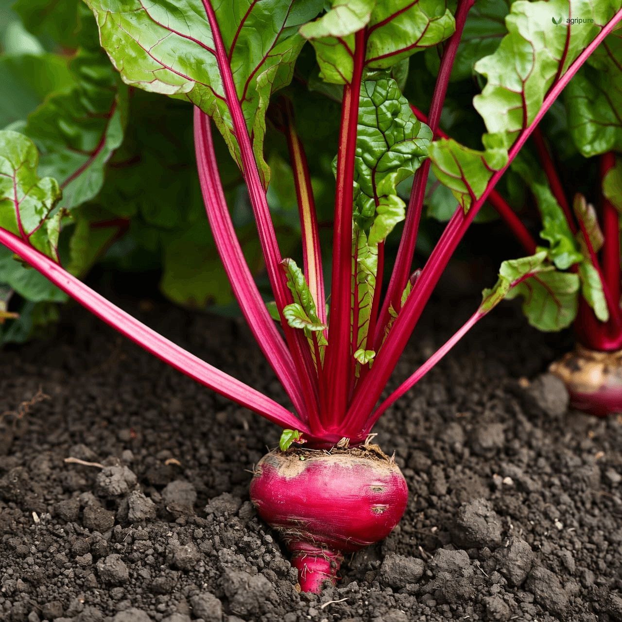 Beetroot (Beta vulgaris)