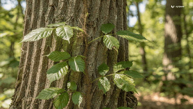 How to identify poison ivy: leaflets of three, vines, berries, and the lookalikes