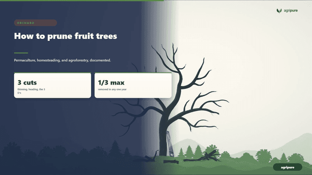 How to prune fruit trees: by season, by species, and by tree age