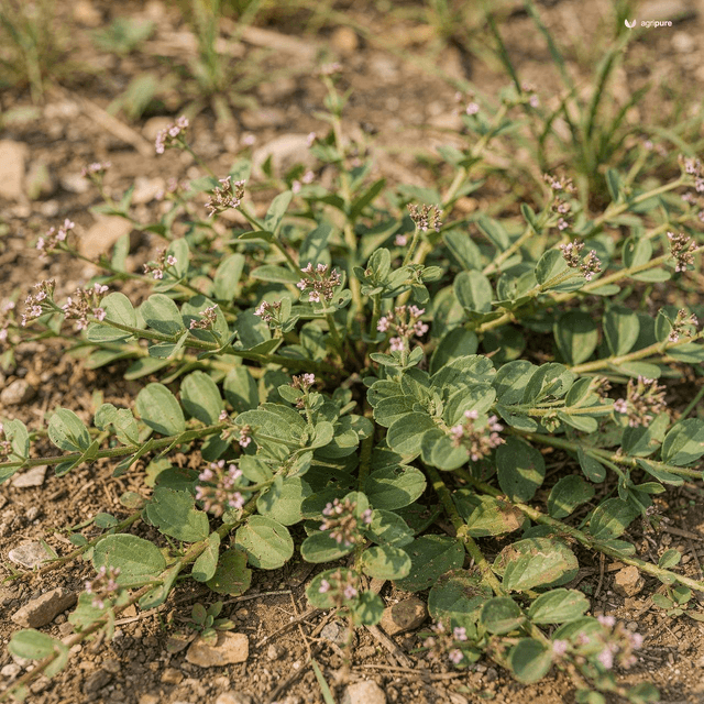 Spreading Hogweed (Punarnava) (Boerhavia diffusa)