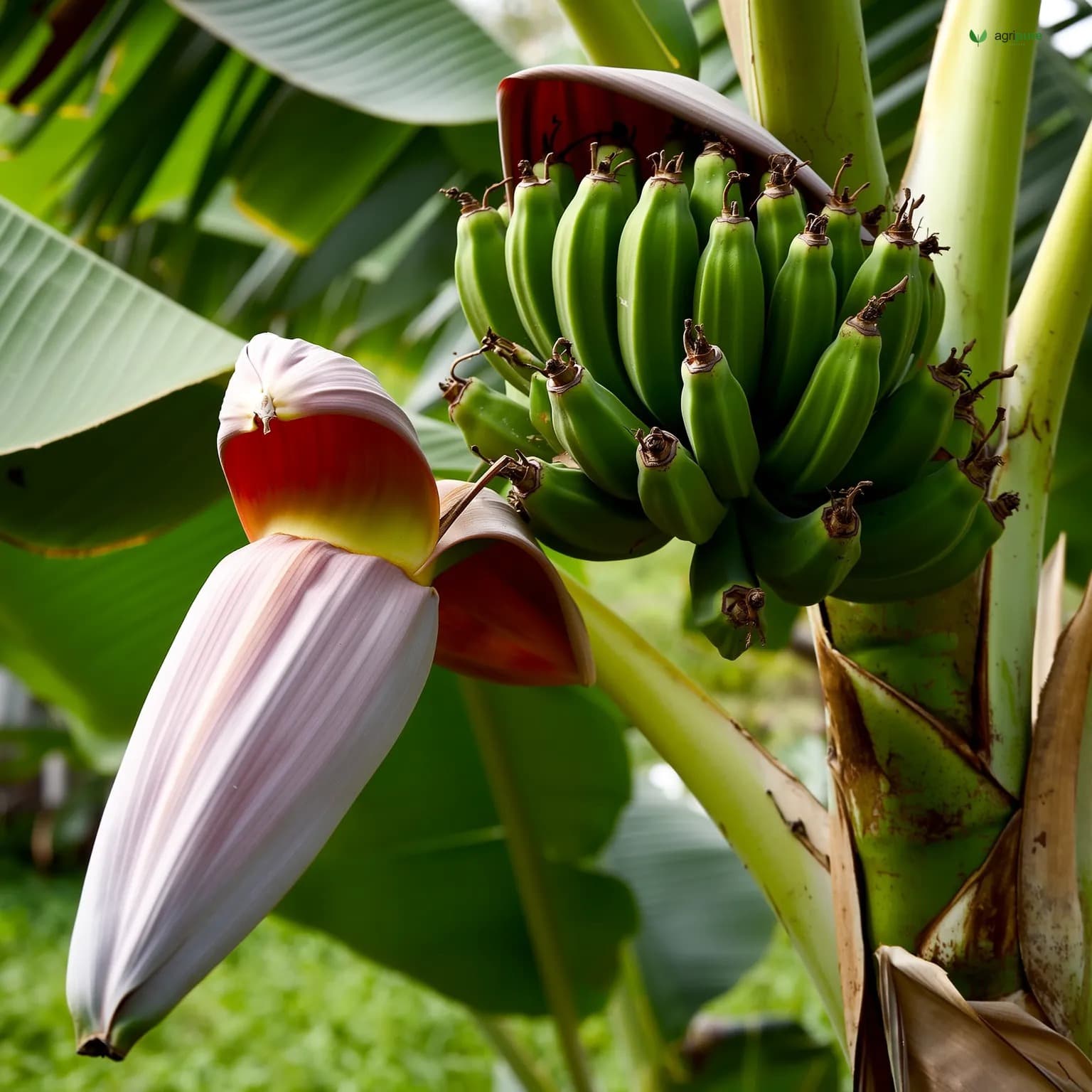 Banana — Cavendish (Musa acuminata cv. Cavendish (AAA group))