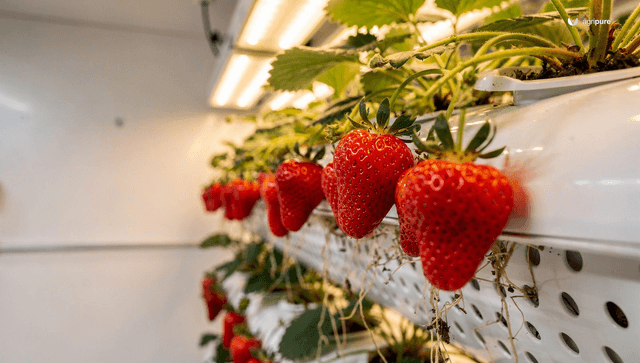 Hydroponic strawberries: year-round berries without soil