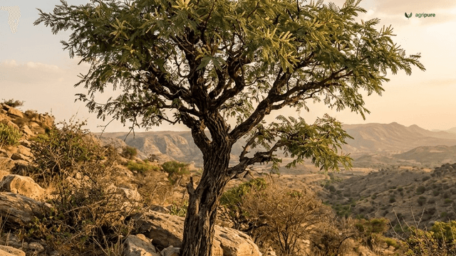 Khair (Senegalia catechu): How to Grow the Catechu Acacia and Where It Survives