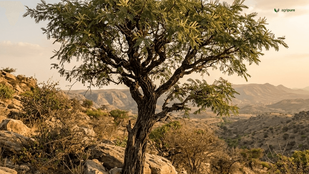 khair-tree-senegalia-catechu-growing-guide