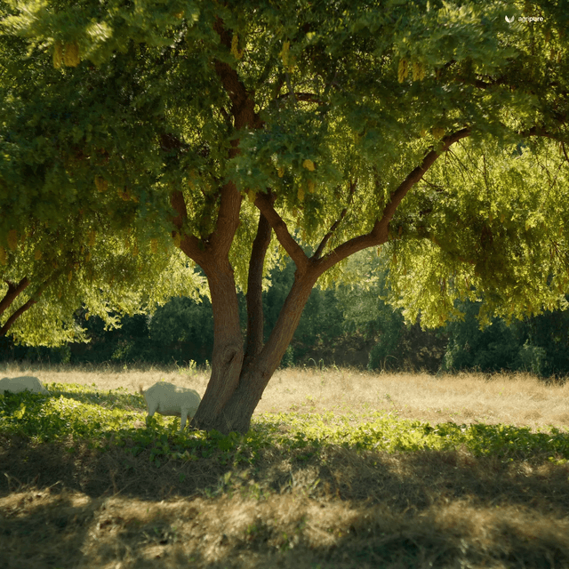 Livestock in the mature canopy — guidelines that won’t ruin trees