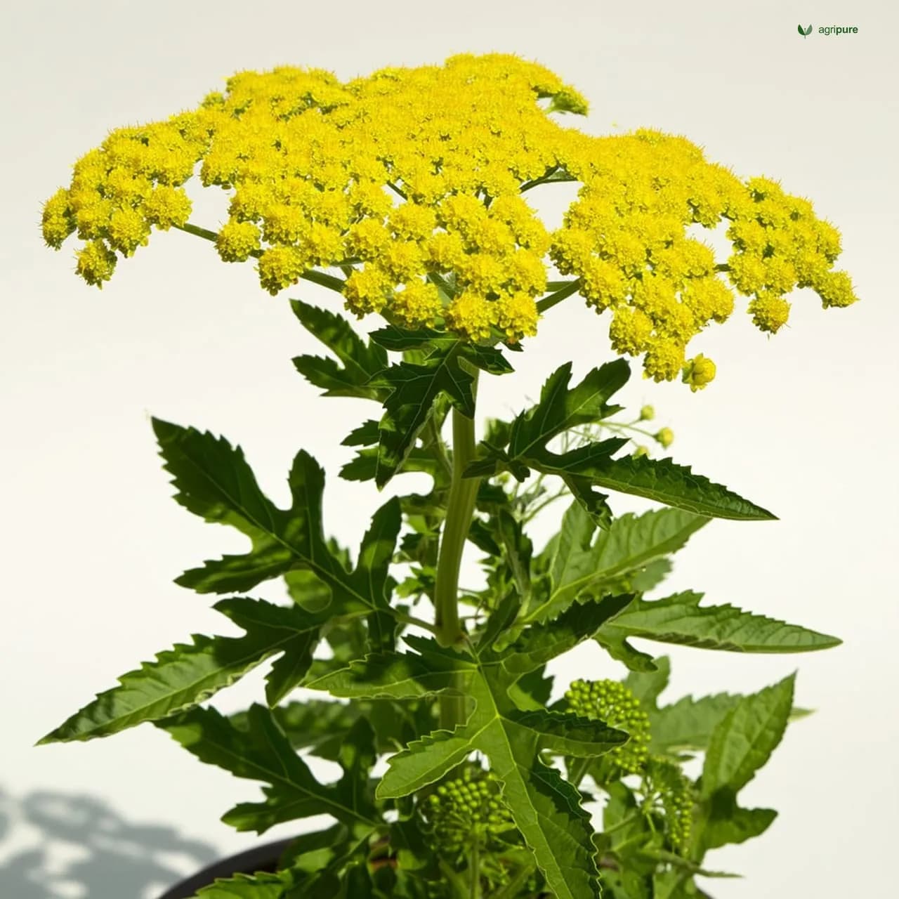 Malabar Spinach (Basella alba)