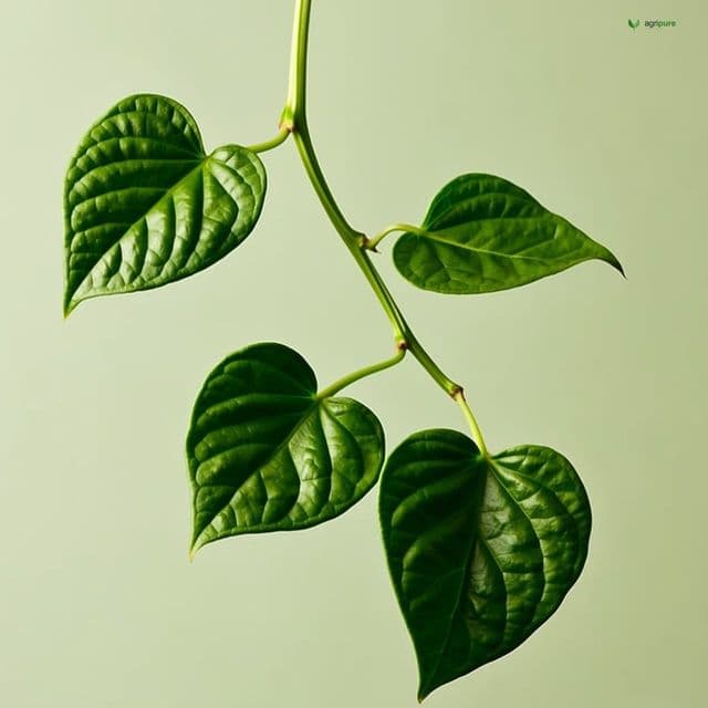 Malabar Spinach (Basella alba)