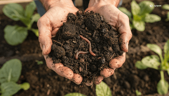 Organic gardening soil: build the living soil that grows everything