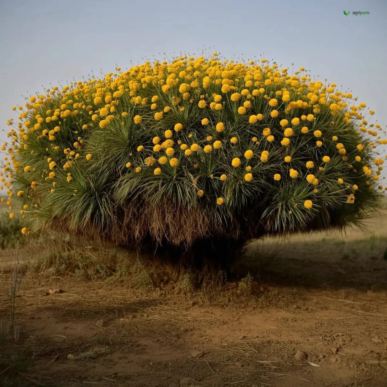 acacia-nilotica