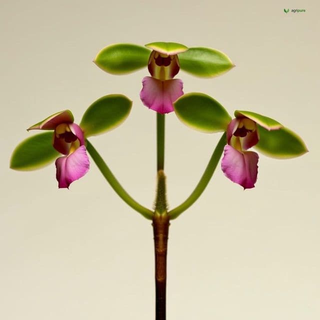 Orchid Tree (Bauhinia variegata)