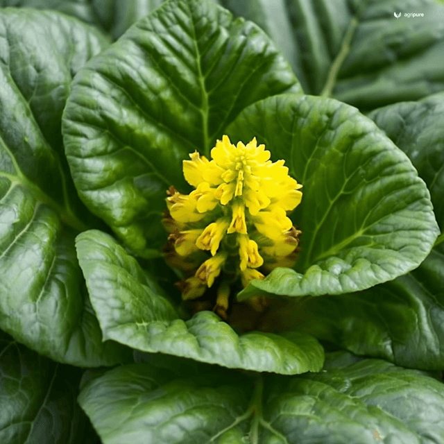 Mustard Greens (Brassica juncea)