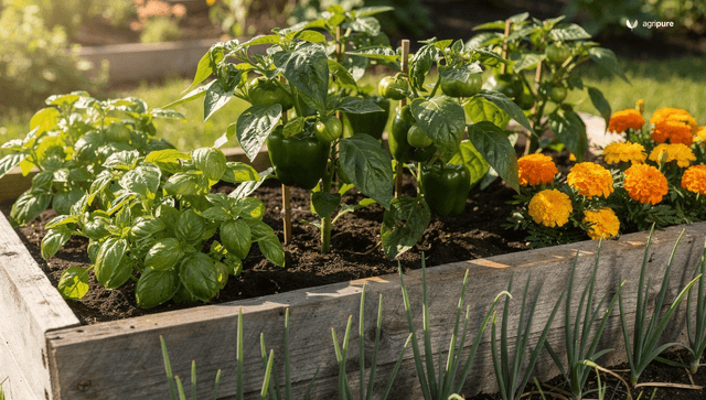 Pepper companion plants: what actually helps, and what just competes
