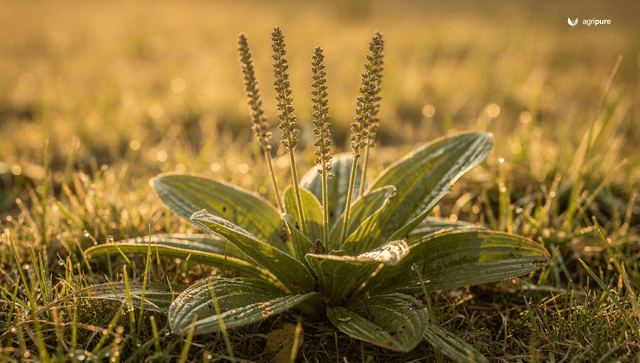 Plantain weed: how to identify broadleaf and narrowleaf plantain (and eat it)
