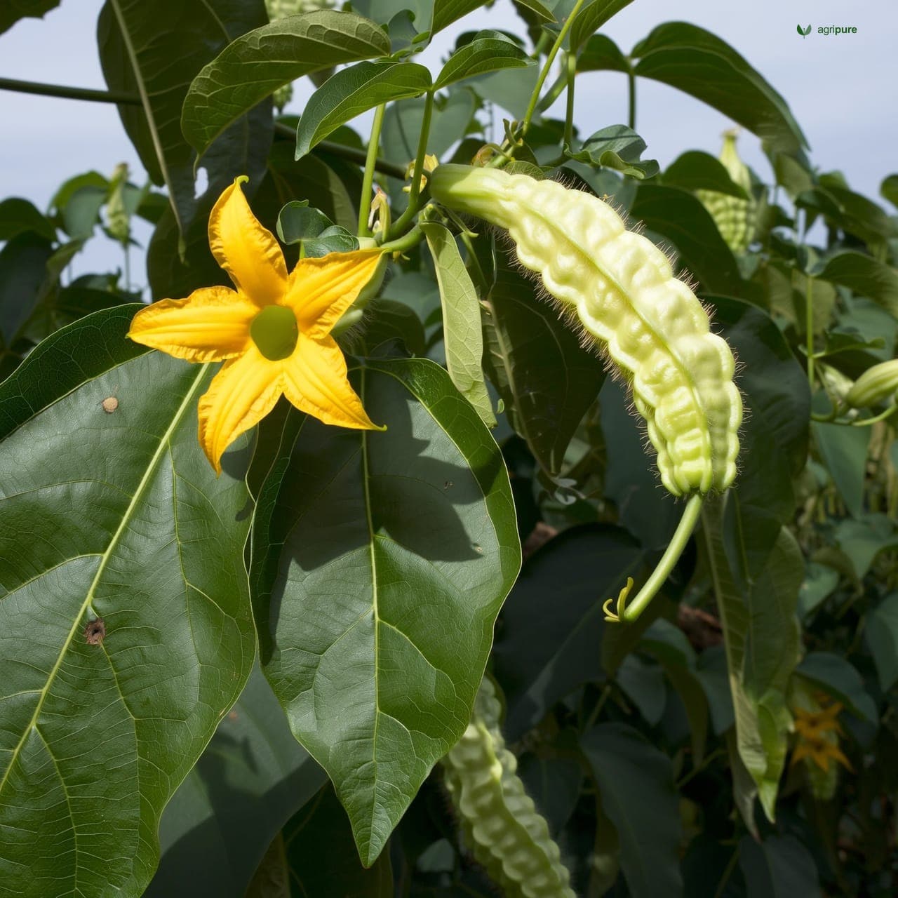 Ash Gourd (Benincasa hispida)