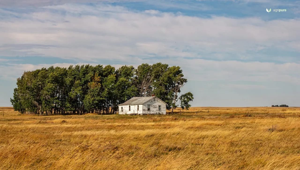 A prairie homestead with a farmhouse sheltered by a row of tall trees against a vast windswept grassland sky