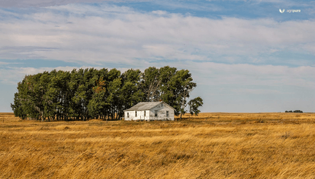 Prairie homesteading: wind, drought, and the power of trees
