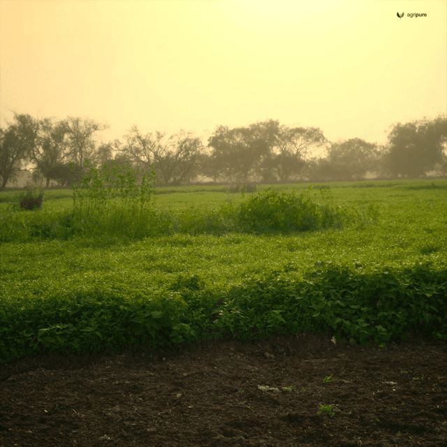 Why your Punjab field needs twelve weeks of sesbania before you plant a fruit tree