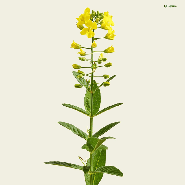 Black Mustard (Brassica nigra)