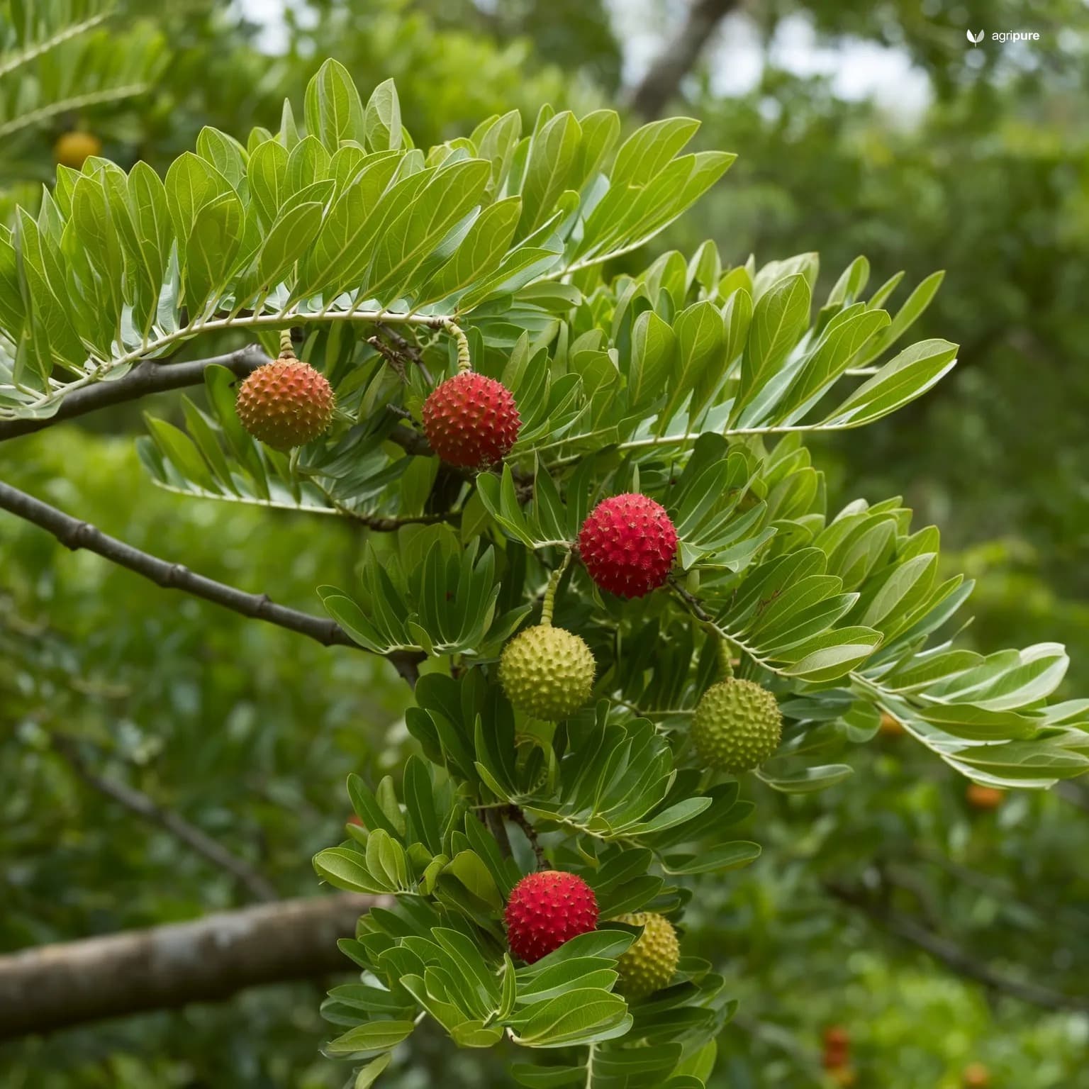 Ber — Umran (Indian jujube) (Ziziphus mauritiana cv. Umran)