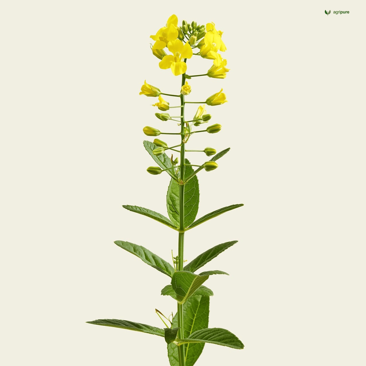 Black Mustard (Brassica nigra)