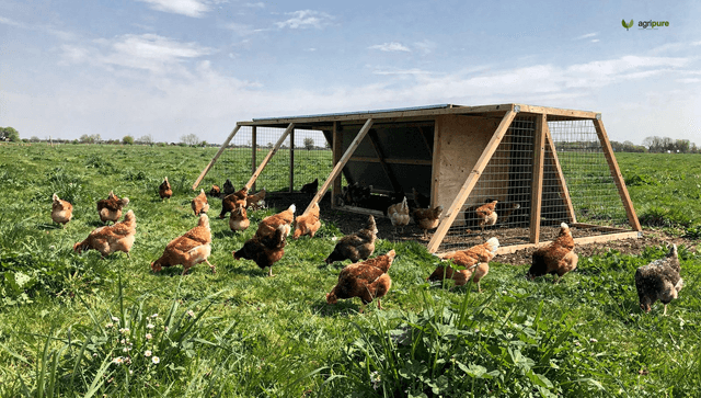Raising pastured chickens: tractors, rotation, and the feed truth