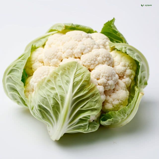 Cauliflower (Brassica oleracea var. botrytis)