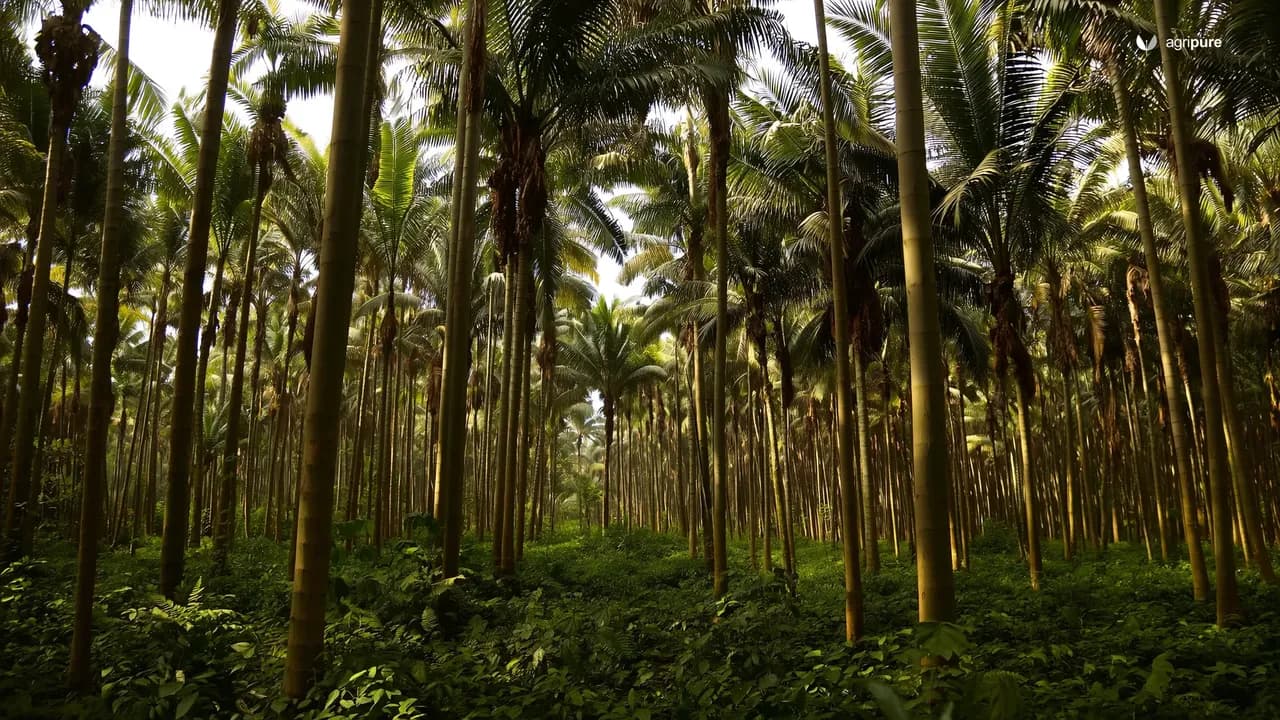 seven-layer-food-forest-in-pakistan