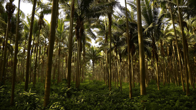 A seven-layer food forest, sized for a Pakistani smallholding