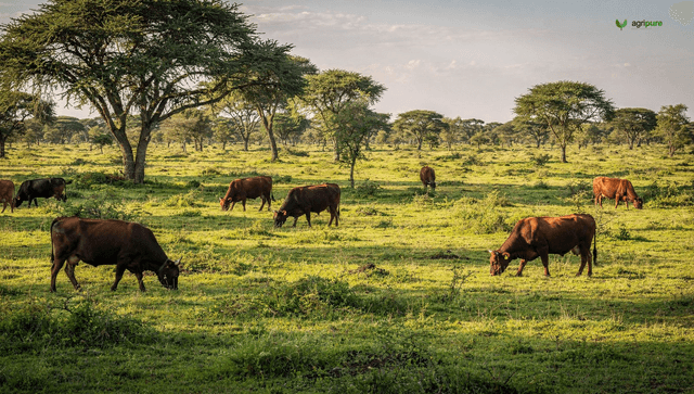 Silvopasture: grazing livestock and growing trees on the same acre
