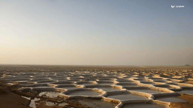 Pioneer species for Sindh coastal salinity — what works at 8 dS/m and above