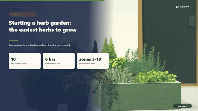 Starting a herb garden: the easiest herbs to grow