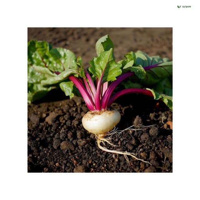 Turnip (Brassica rapa subsp. rapa)