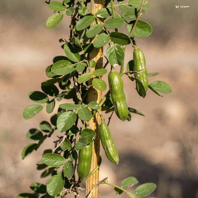Hedge Caper (Wild Caper Vine) (Capparis sepiaria)