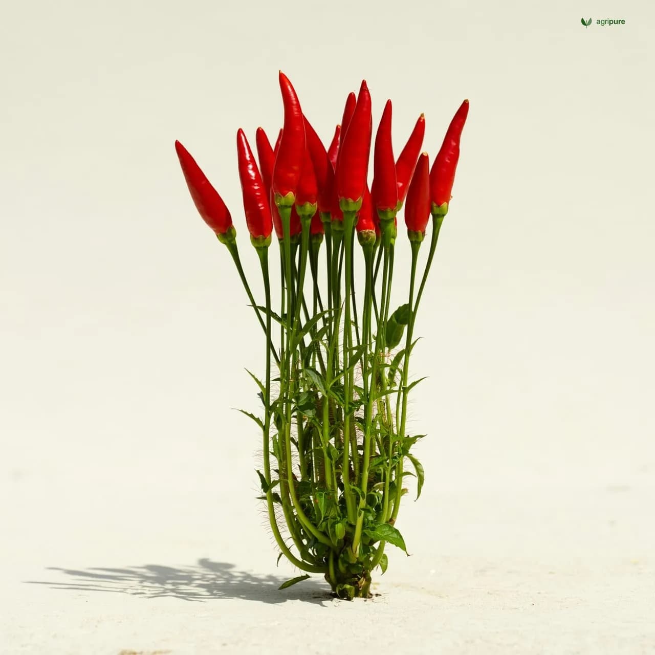 cajanus-cajan