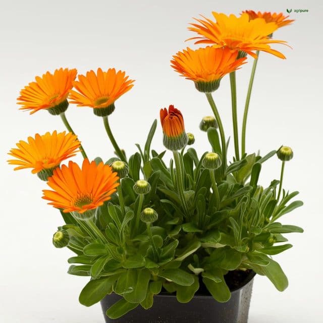 Calendula (Calendula officinalis)