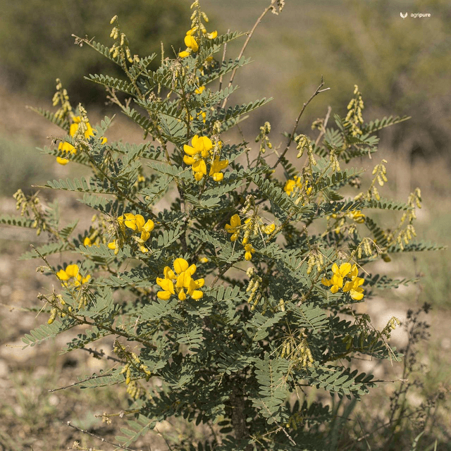 Himalayan Pea Shrub (Caragana brevispina)