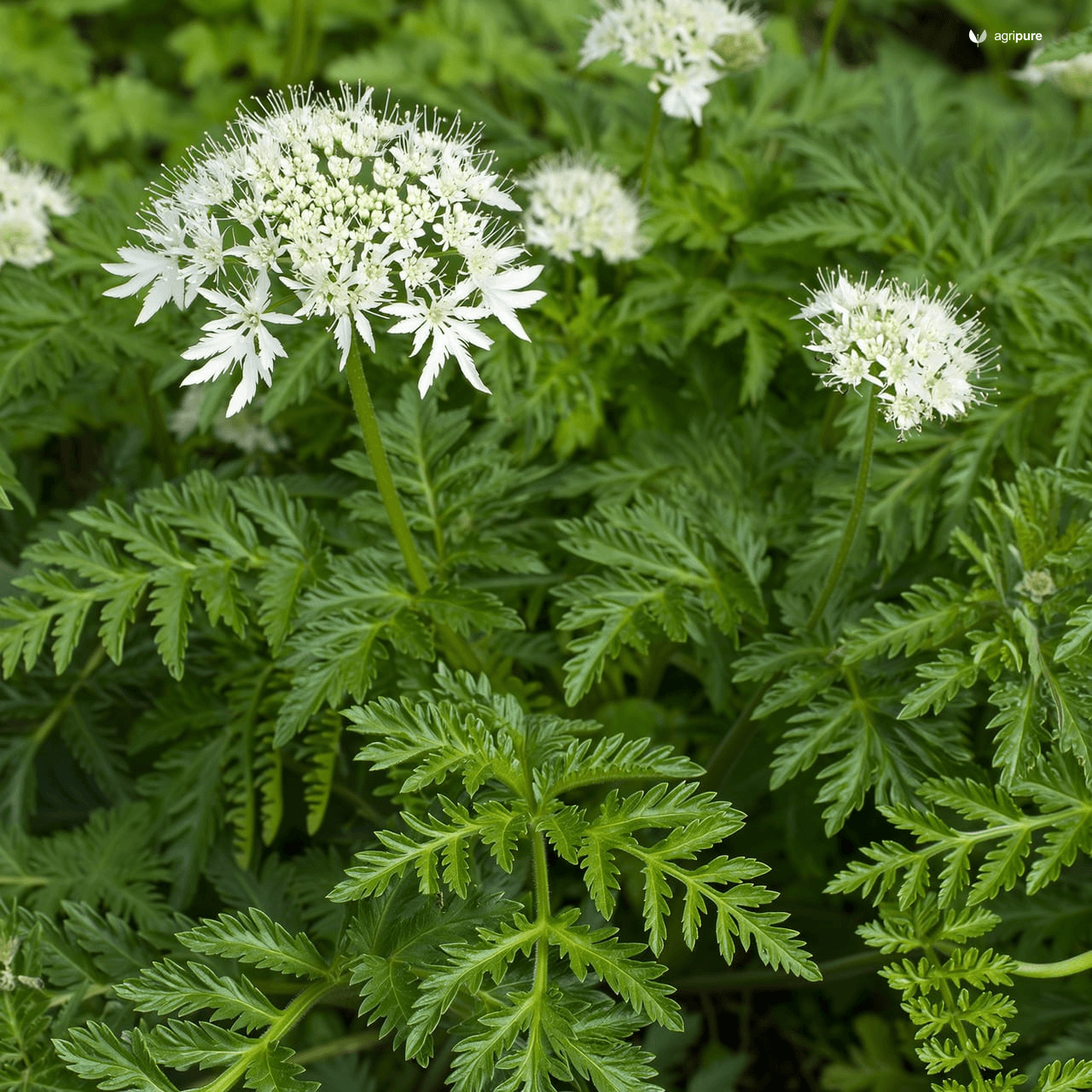 Caraway (Carum carvi)