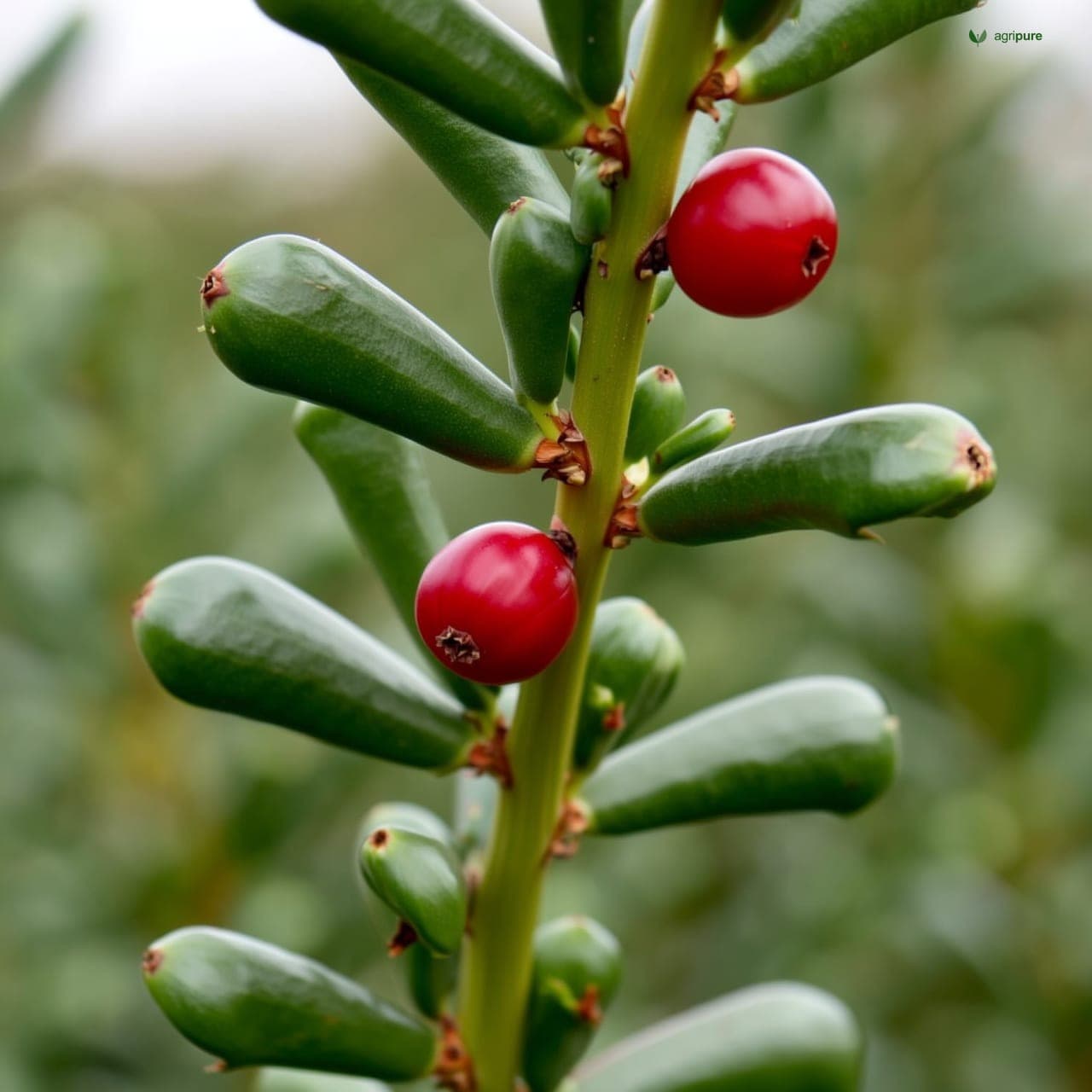 Bael (Aegle marmelos)