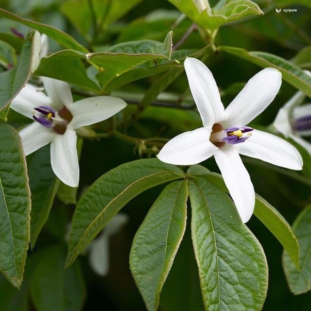 Caper Bush (Capparis spinosa)